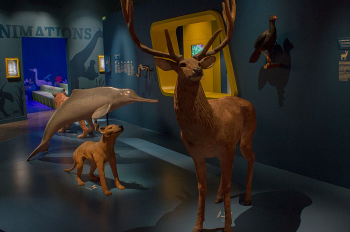 Photo de la fabrique des animaux disparus